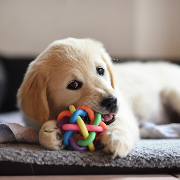 Toys & Chews